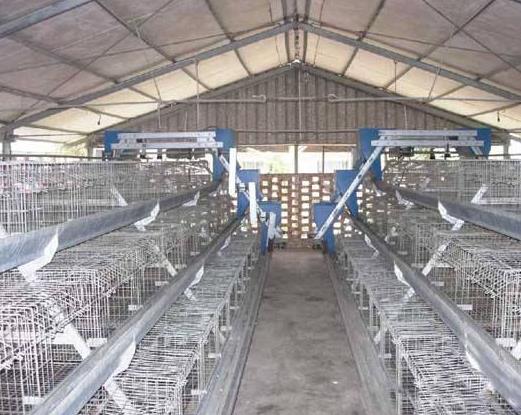 �S���ǂ�����ǧ�f�����S�����M��